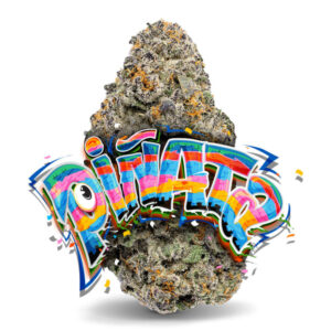 Sherb Cream Pie x Biscotti #24